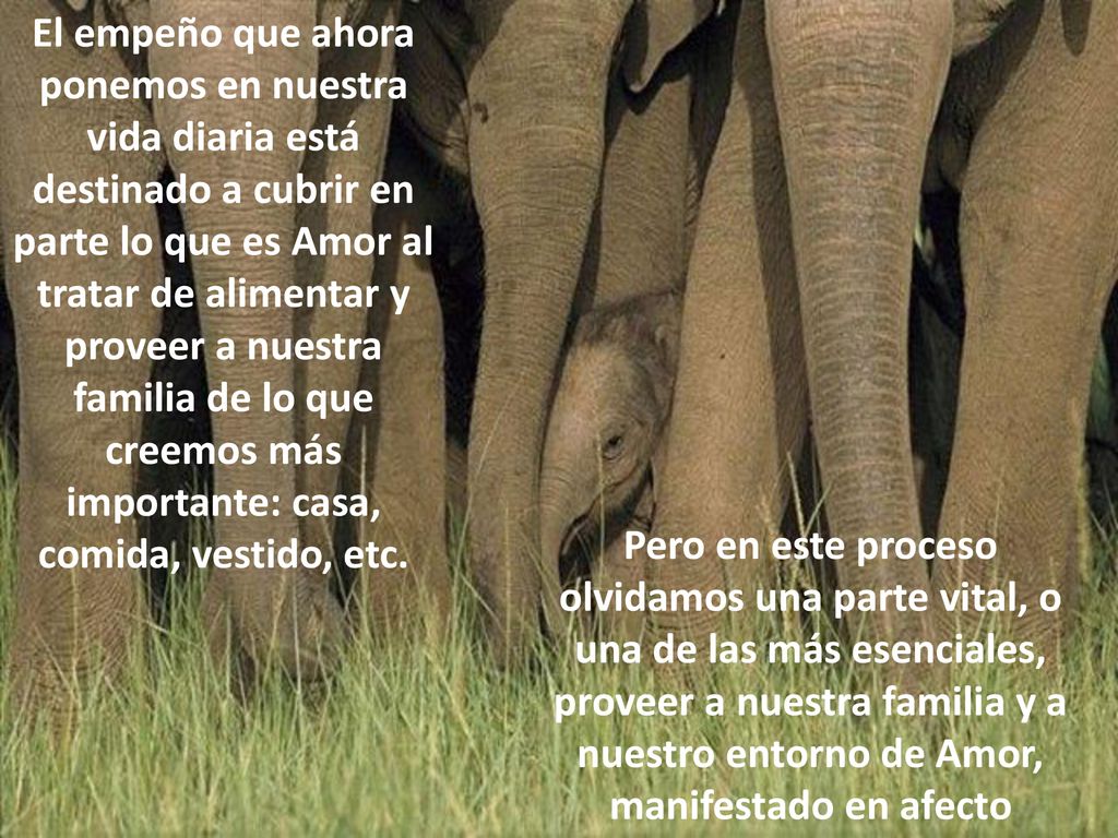 El empeño que ahora ponemos en nuestra vida diaria está destinado a cubrir en parte lo que es Amor al tratar de alimentar y proveer a nuestra familia de lo que creemos más importante: casa, comida, vestido, etc.