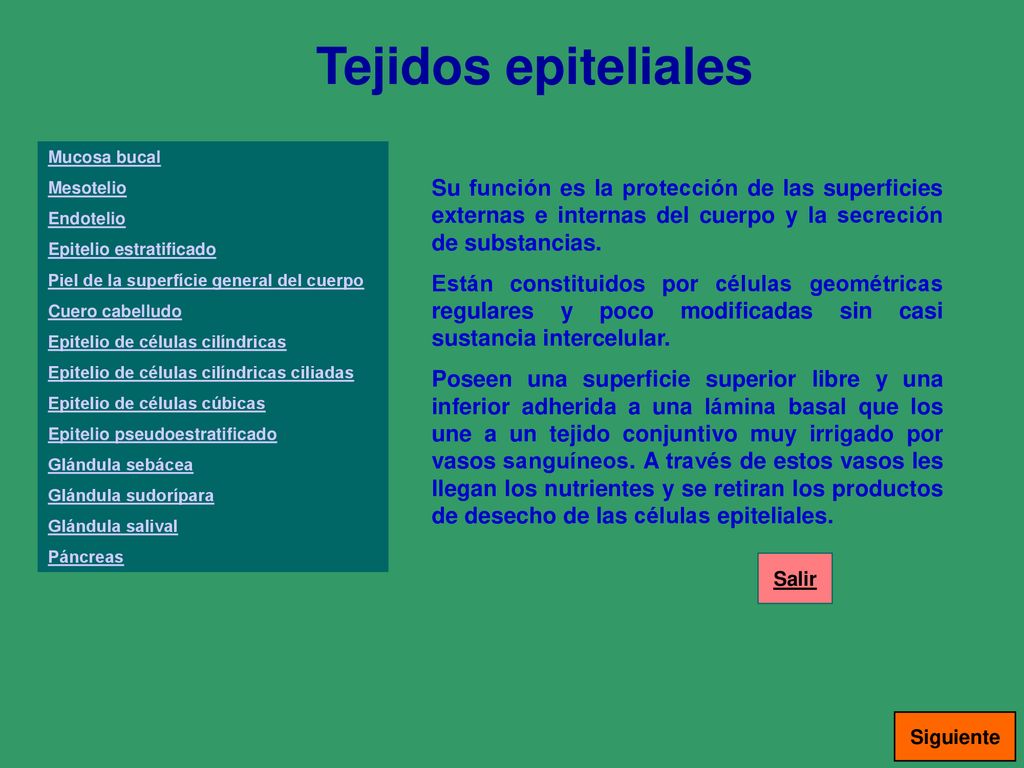 Tejidos epiteliales Mucosa bucal. Mesotelio. Endotelio. Epitelio estratificado. Piel de la superfície general del cuerpo.