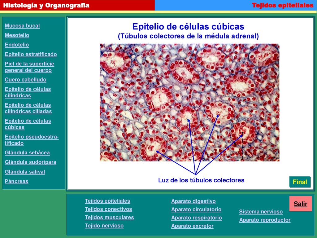 Epitelio de células cúbicas (Túbulos colectores de la médula adrenal)