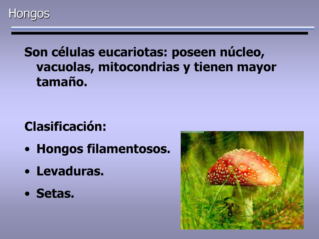 Hongos Son células eucariotas: poseen núcleo, vacuolas, mitocondrias y tienen mayor tamaño. Clasificación: