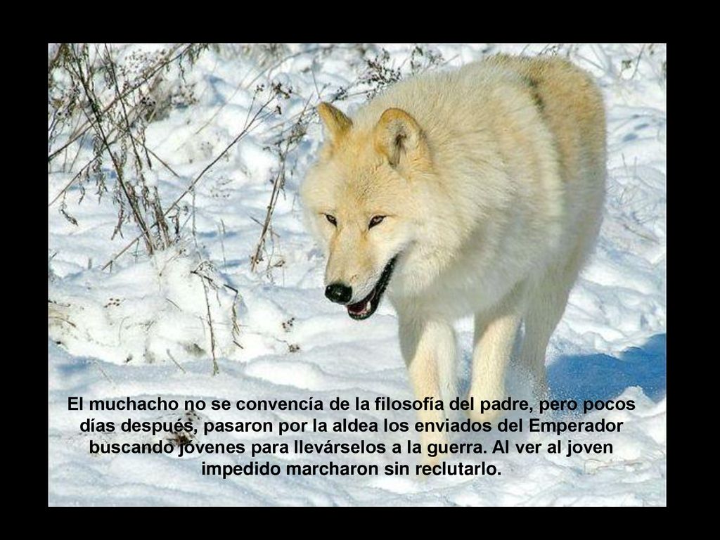 El muchacho no se convencía de la filosofía del padre, pero pocos días después, pasaron por la aldea los enviados del Emperador buscando jóvenes para llevárselos a la guerra.