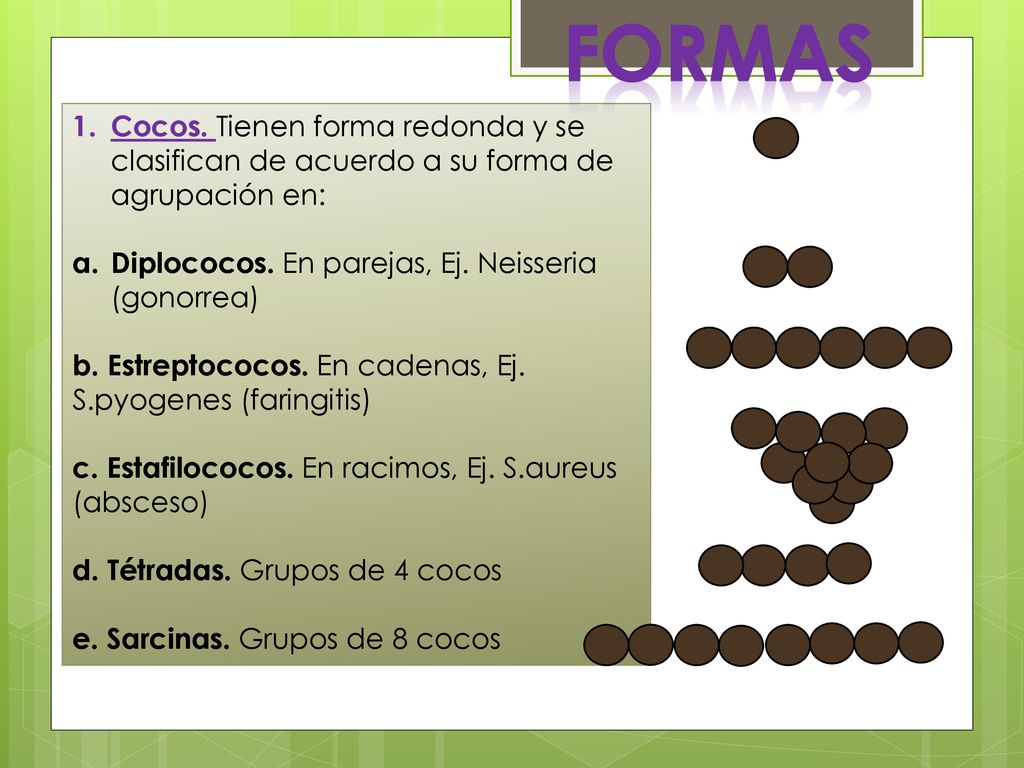FORMAS Cocos. Tienen forma redonda y se clasifican de acuerdo a su forma de agrupación en: Diplococos. En parejas, Ej. Neisseria (gonorrea)