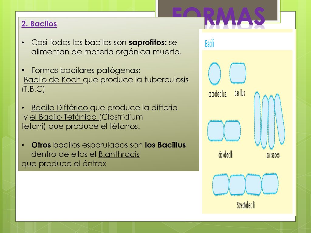 FORMAS 2. Bacilos. Casi todos los bacilos son saprofitos: se alimentan de materia orgánica muerta.
