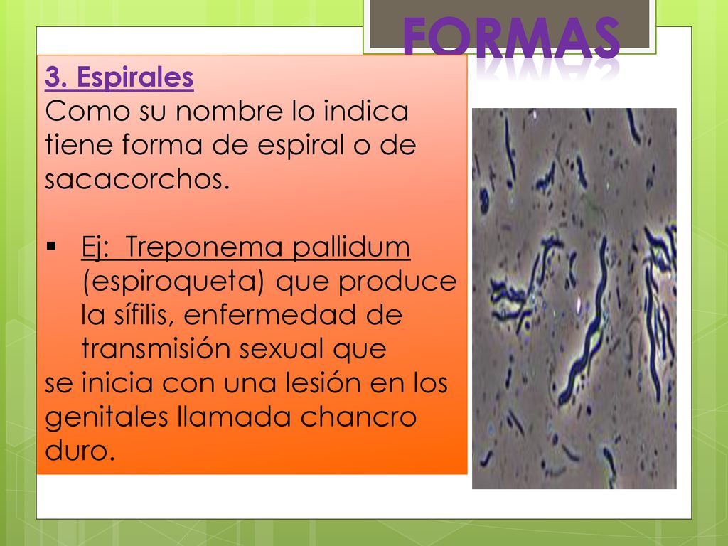 FORMAS 3. Espirales. Como su nombre lo indica tiene forma de espiral o de sacacorchos.
