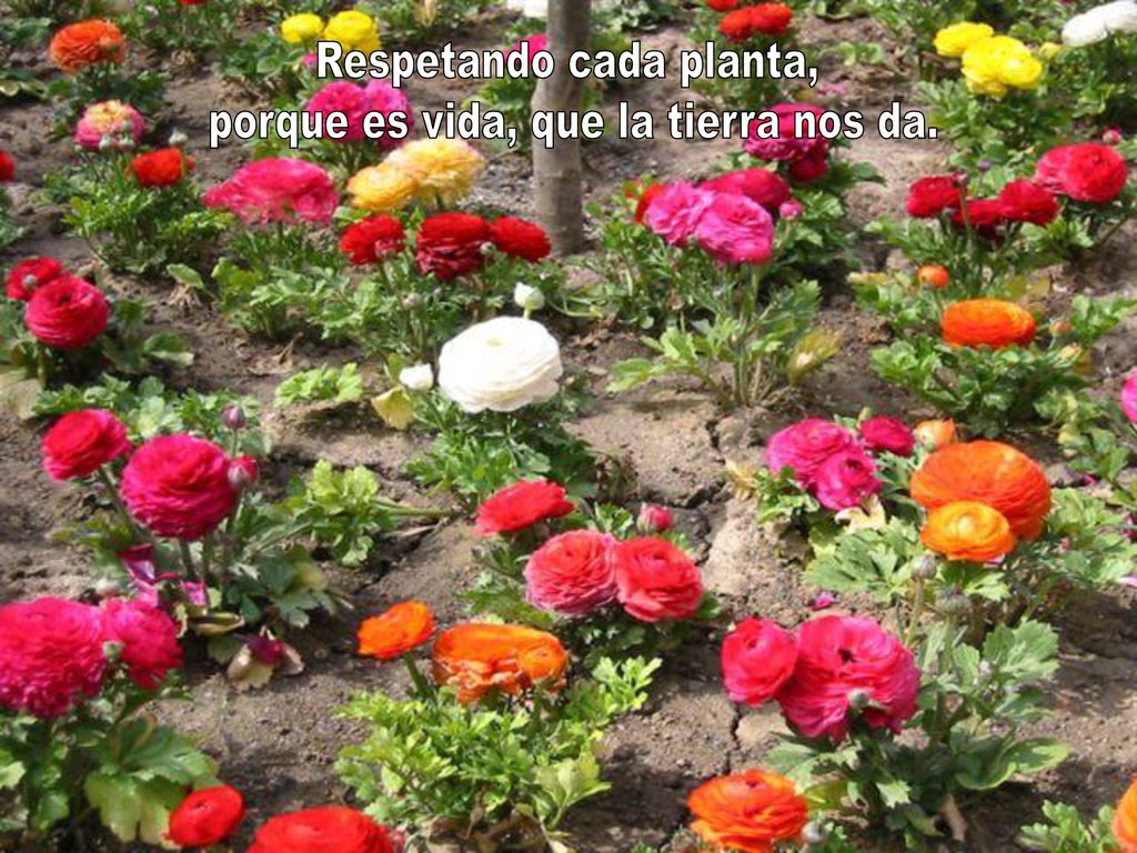 Respetando cada planta, porque es vida, que la tierra nos da.