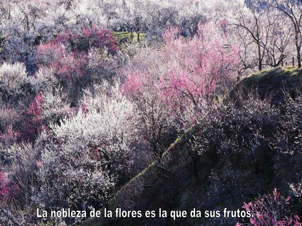 La nobleza de la flores es la que da sus frutos.