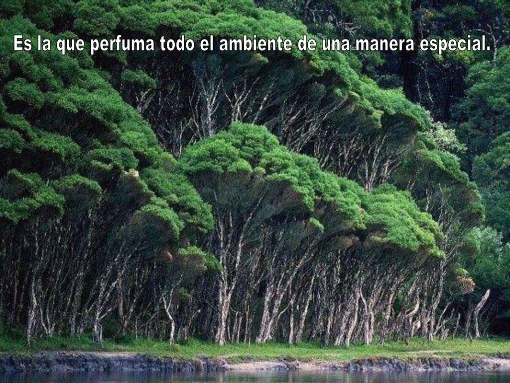 Es la que perfuma todo el ambiente de una manera especial.