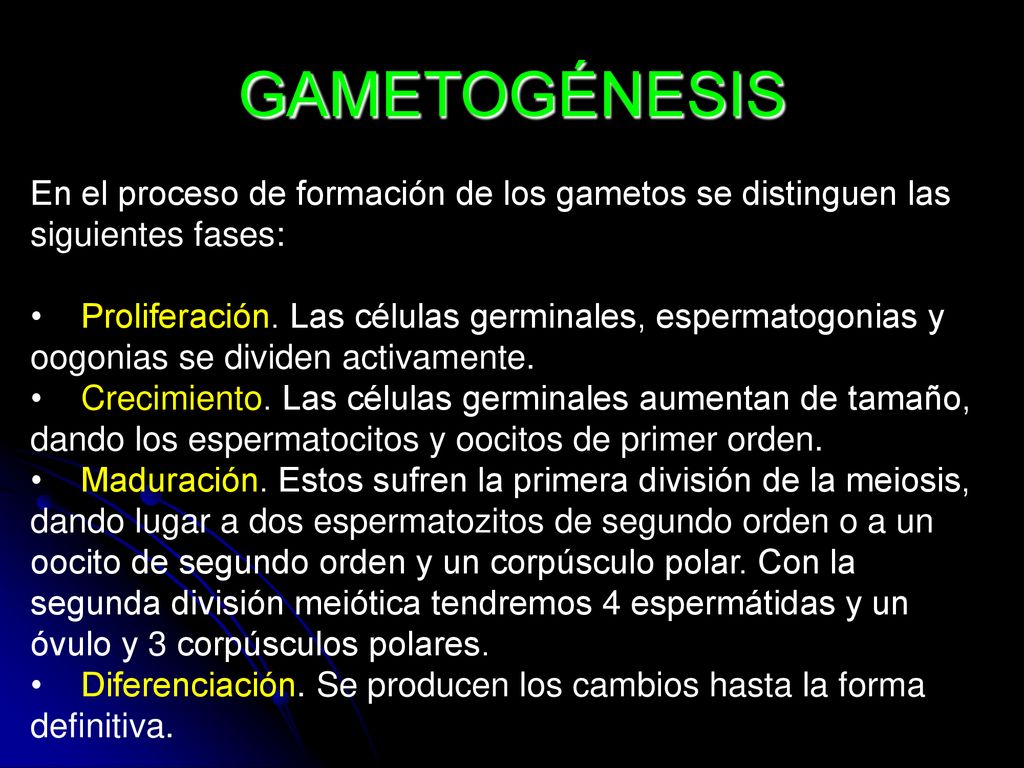 GAMETOGÉNESIS En el proceso de formación de los gametos se distinguen las siguientes fases: