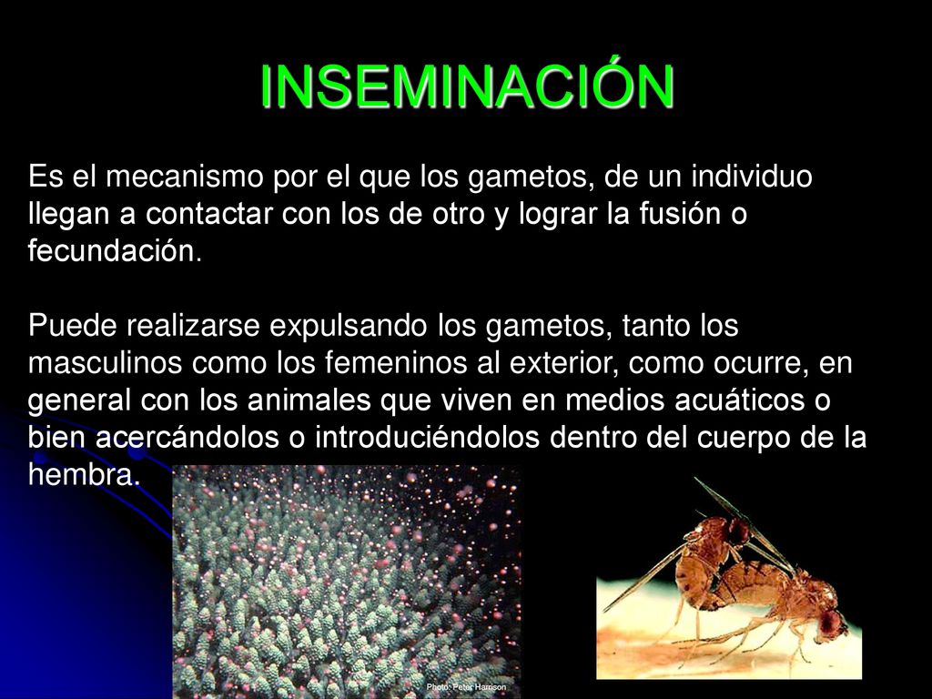 INSEMINACIÓN Es el mecanismo por el que los gametos, de un individuo llegan a contactar con los de otro y lograr la fusión o fecundación.