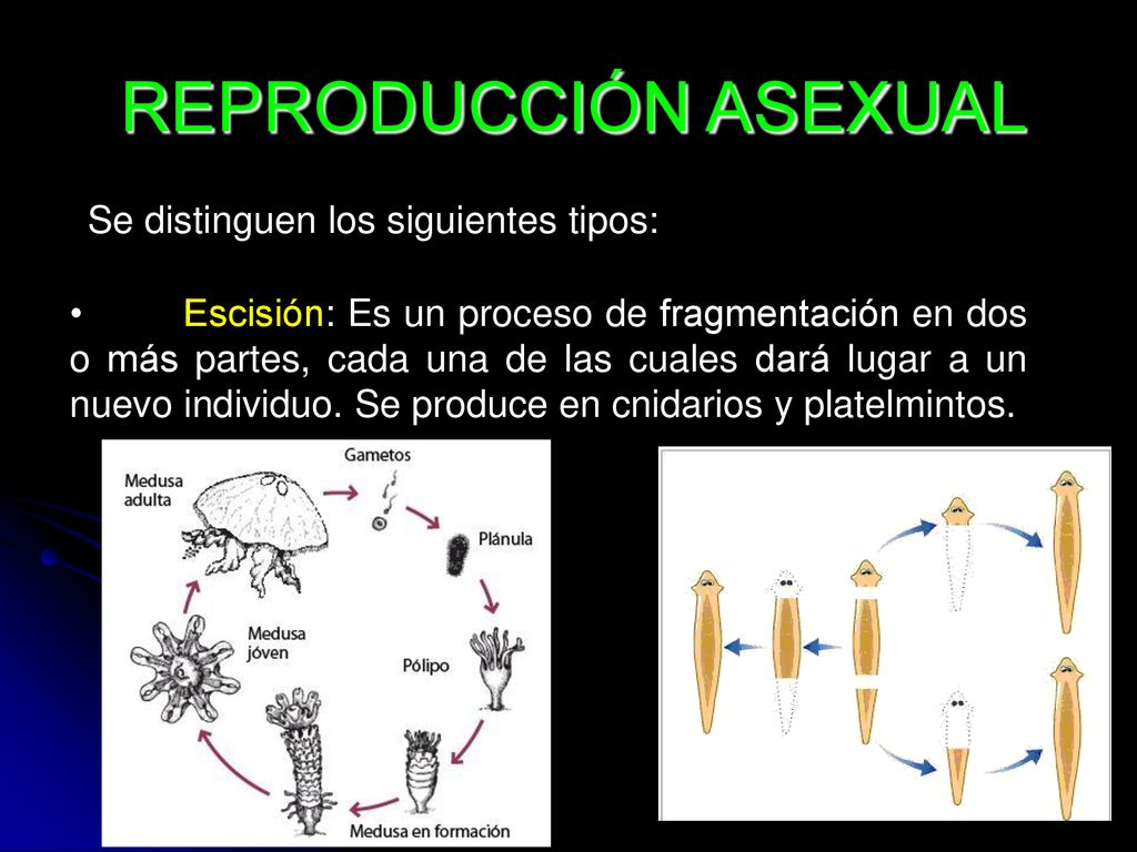 REPRODUCCIÓN ASEXUAL Se distinguen los siguientes tipos: