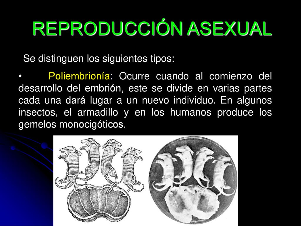 REPRODUCCIÓN ASEXUAL Se distinguen los siguientes tipos: