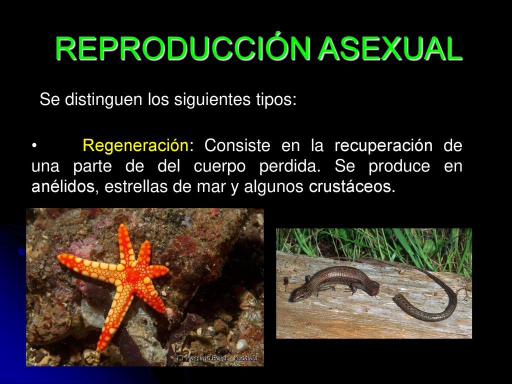REPRODUCCIÓN ASEXUAL Se distinguen los siguientes tipos: