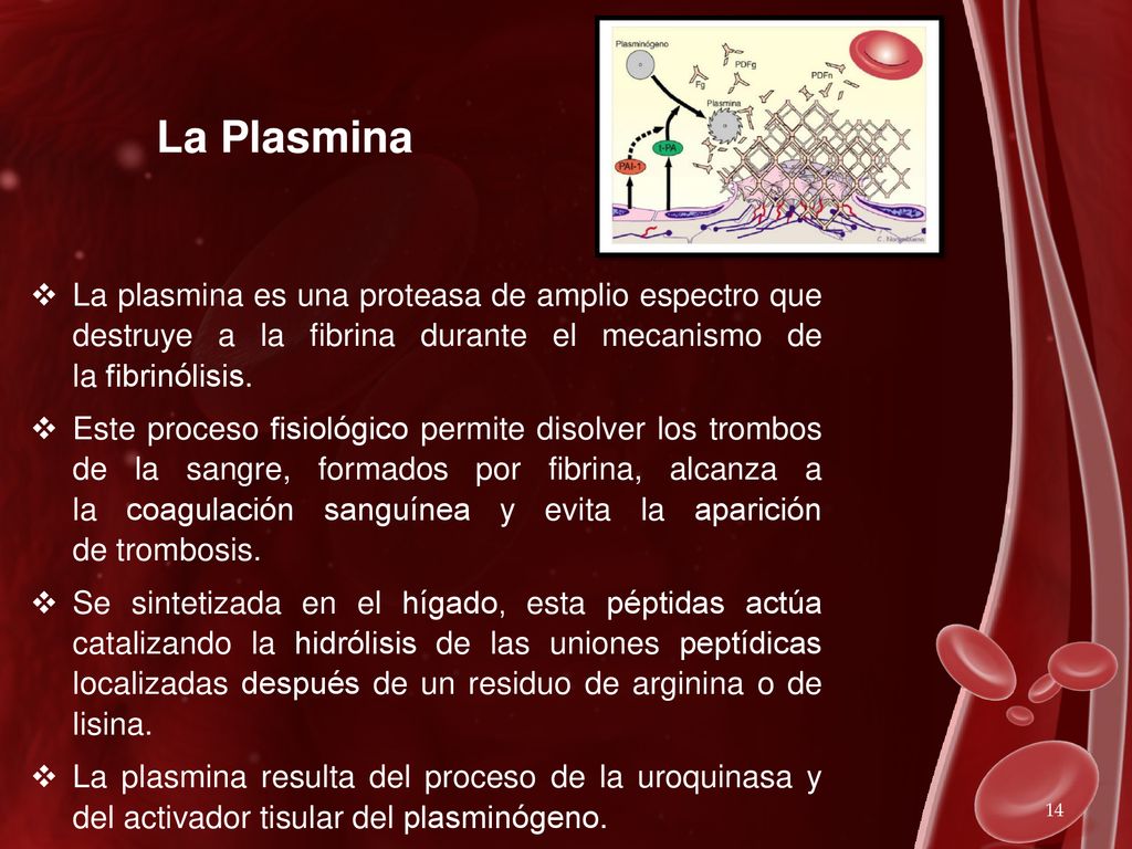 La Plasmina La plasmina es una proteasa de amplio espectro que destruye a la fibrina durante el mecanismo de la fibrinólisis.