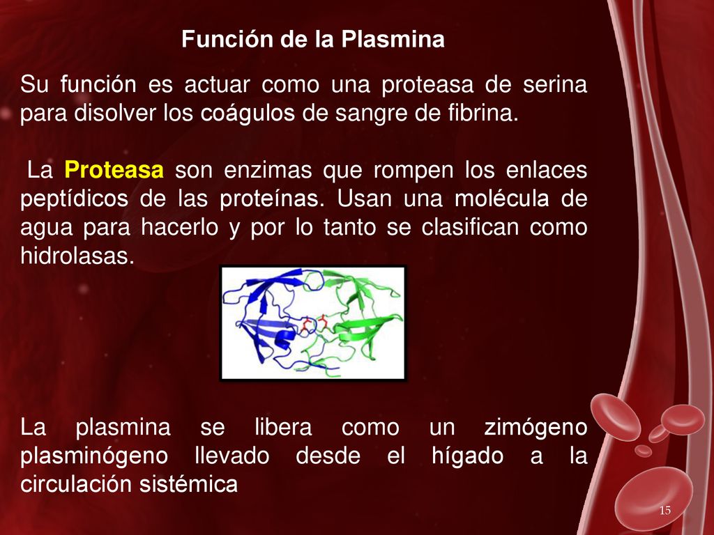 Función de la Plasmina Su función es actuar como una proteasa de serina para disolver los coágulos de sangre de fibrina.