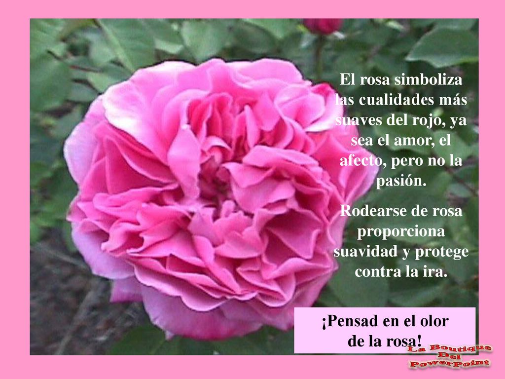 Rodearse de rosa proporciona suavidad y protege contra la ira.