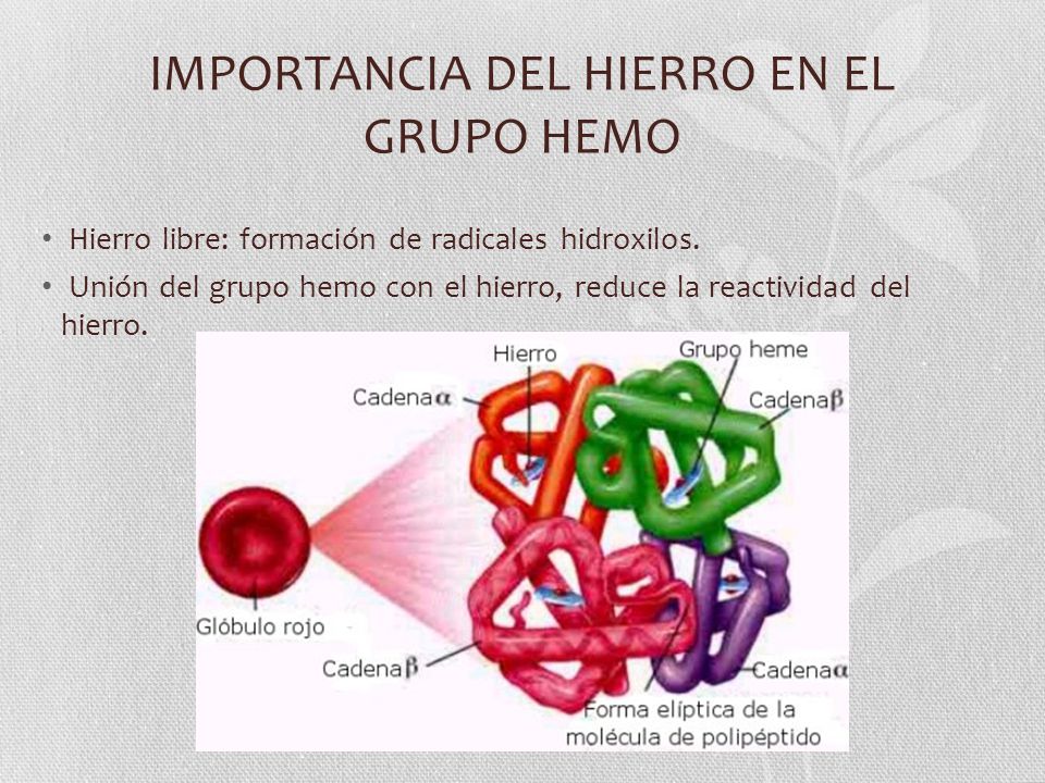 IMPORTANCIA DEL HIERRO EN EL GRUPO HEMO