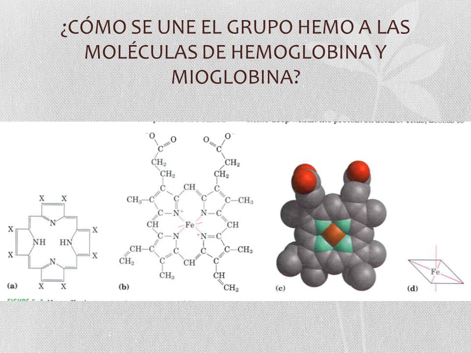 ¿CÓMO SE UNE EL GRUPO HEMO A LAS MOLÉCULAS DE HEMOGLOBINA Y MIOGLOBINA