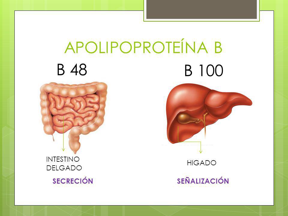 APOLIPOPROTEÍNA B B 48 B 100 INTESTINO DELGADO HIGADO SECRECIÓN