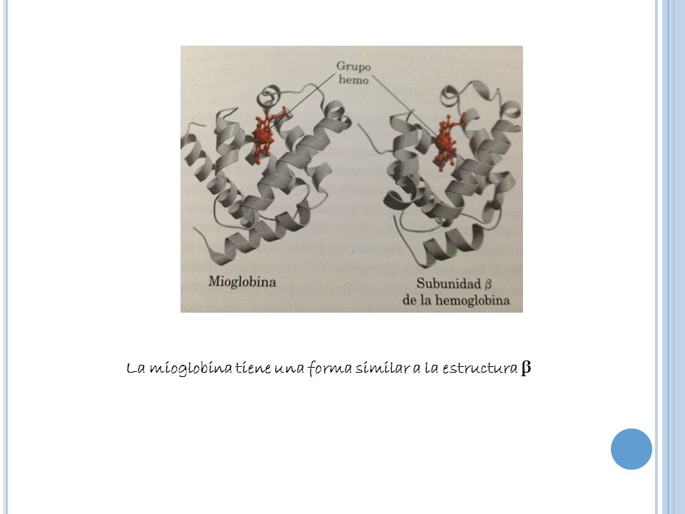 La mioglobina tiene una forma similar a la estructura β
