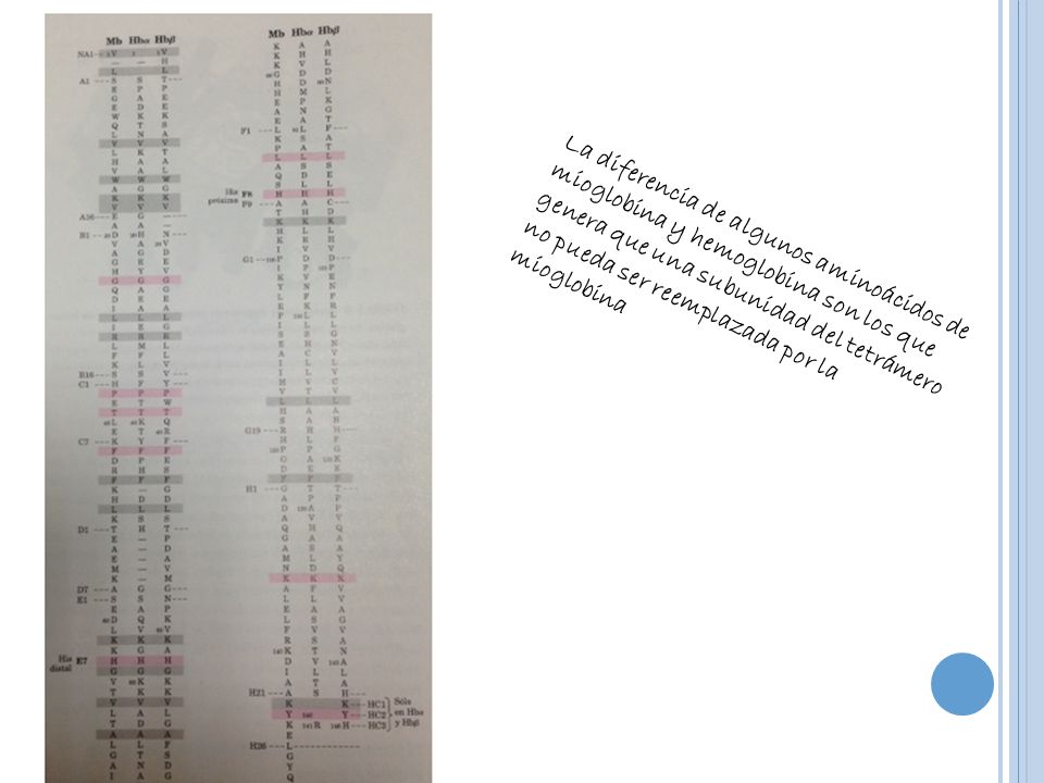 La diferencia de algunos aminoácidos de mioglobina y hemoglobina son los que genera que una subunidad del tetrámero no pueda ser reemplazada por la mioglobina