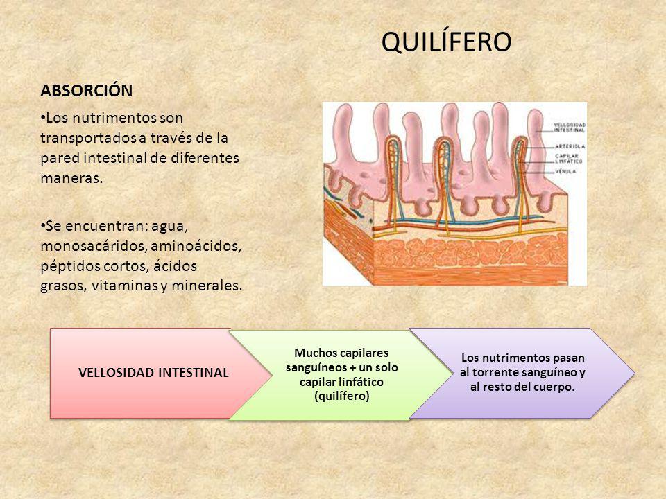 ABSORCIÓN QUILÍFERO. Los nutrimentos son transportados a través de la pared intestinal de diferentes maneras.