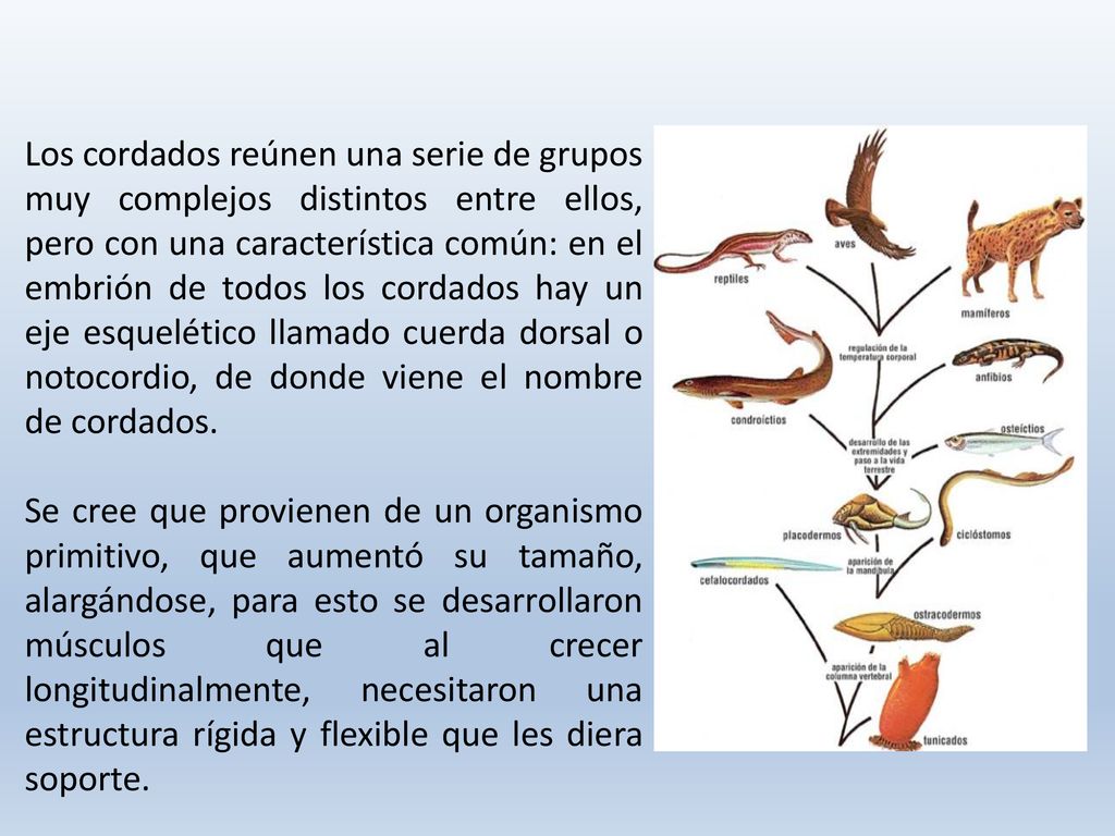 Los cordados reúnen una serie de grupos muy complejos distintos entre ellos, pero con una característica común: en el embrión de todos los cordados hay un eje esquelético llamado cuerda dorsal o notocordio, de donde viene el nombre de cordados.
