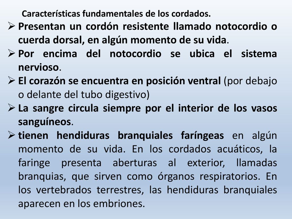Por encima del notocordio se ubica el sistema nervioso.