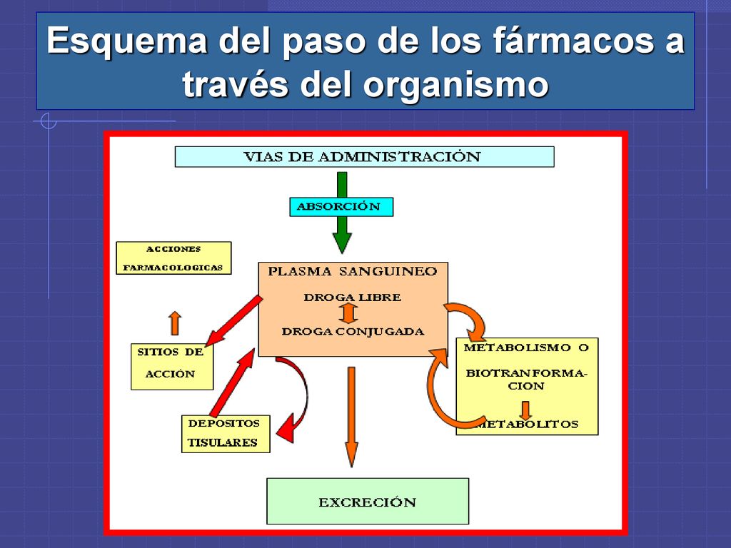 Esquema del paso de los fármacos a través del organismo