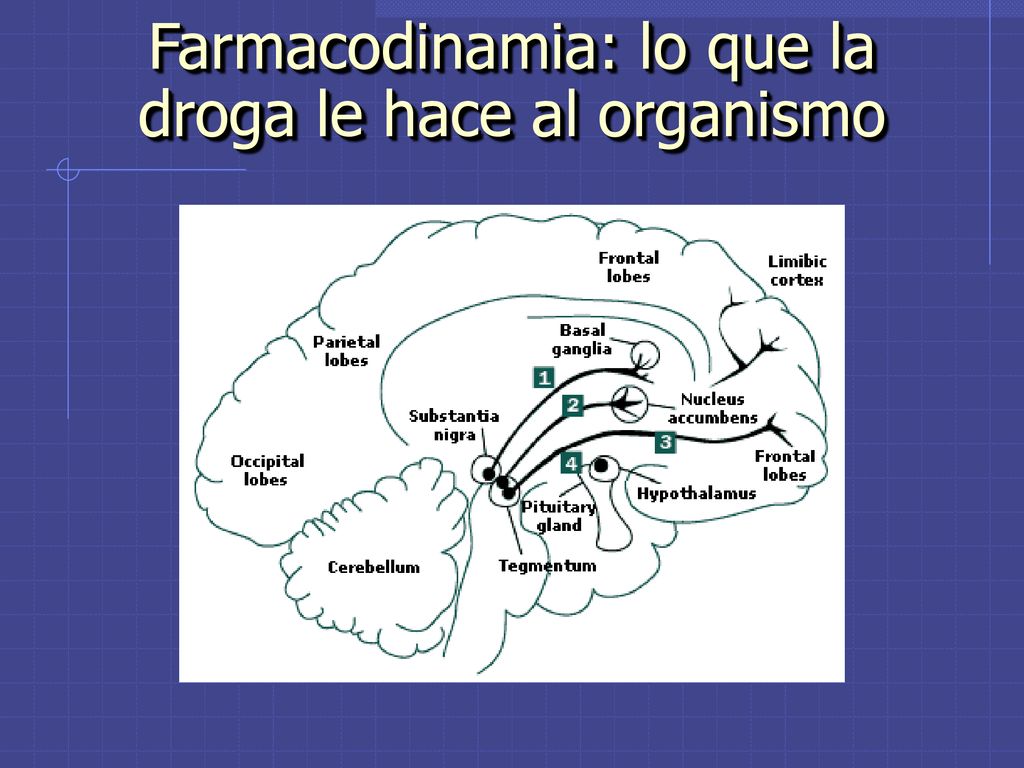 Farmacodinamia: lo que la droga le hace al organismo