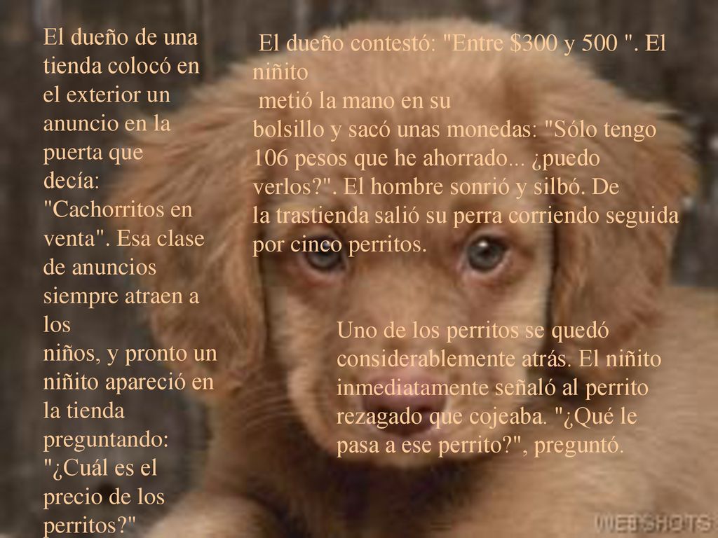 El dueño de una tienda colocó en el exterior un anuncio en la puerta que decía: Cachorritos en venta . Esa clase de anuncios siempre atraen a los niños, y pronto un niñito apareció en la tienda preguntando: ¿Cuál es el precio de los perritos
