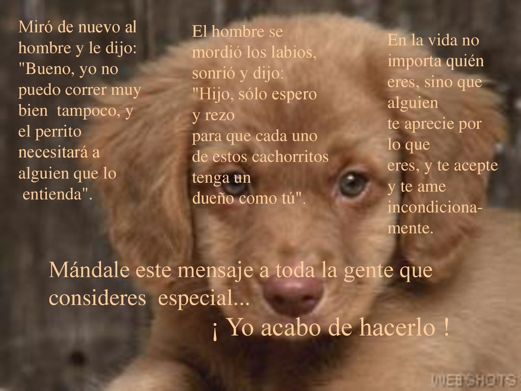 Miró de nuevo al hombre y le dijo: Bueno, yo no puedo correr muy bien tampoco, y el perrito necesitará a alguien que lo entienda .