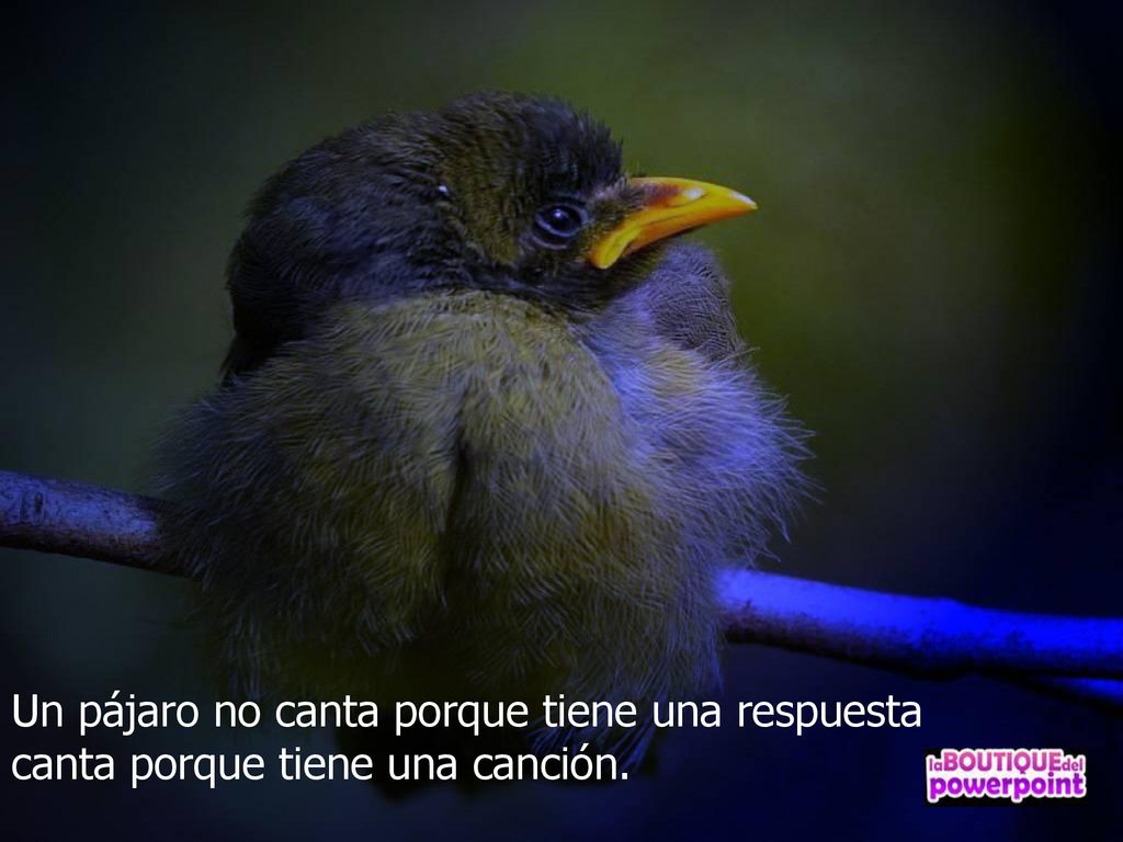 Un pájaro no canta porque tiene una respuesta canta porque tiene una canción.