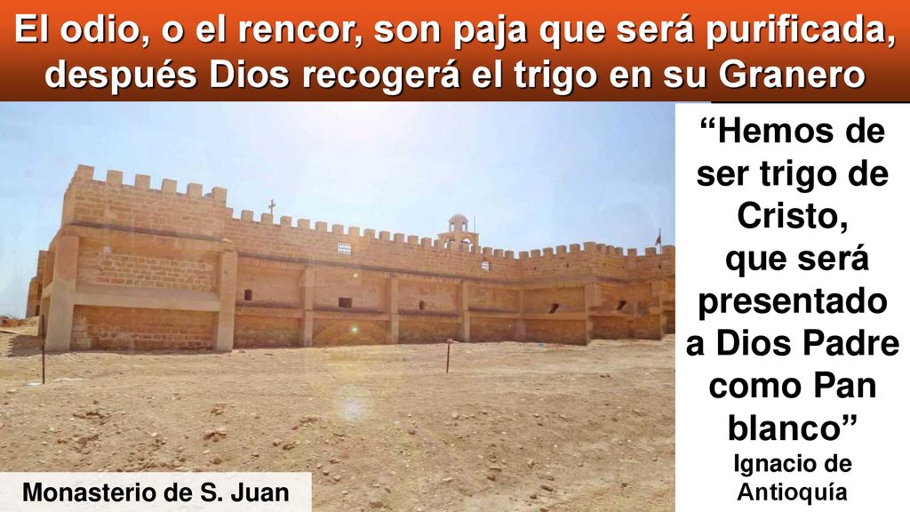 El odio, o el rencor, son paja que será purificada, después Dios recogerá el trigo en su Granero