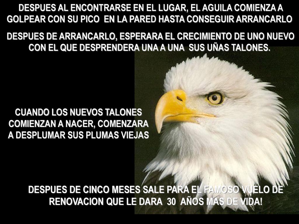 DESPUES AL ENCONTRARSE EN EL LUGAR, EL AGUILA COMIENZA A GOLPEAR CON SU PICO EN LA PARED HASTA CONSEGUIR ARRANCARLO