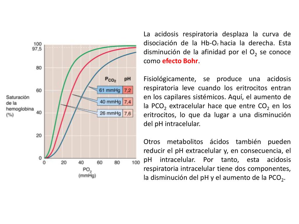 La acidosis respiratoria desplaza la curva de disociación de la Hb-O2 hacia la derecha. Esta disminución de la afinidad por el O2 se conoce como efecto Bohr.