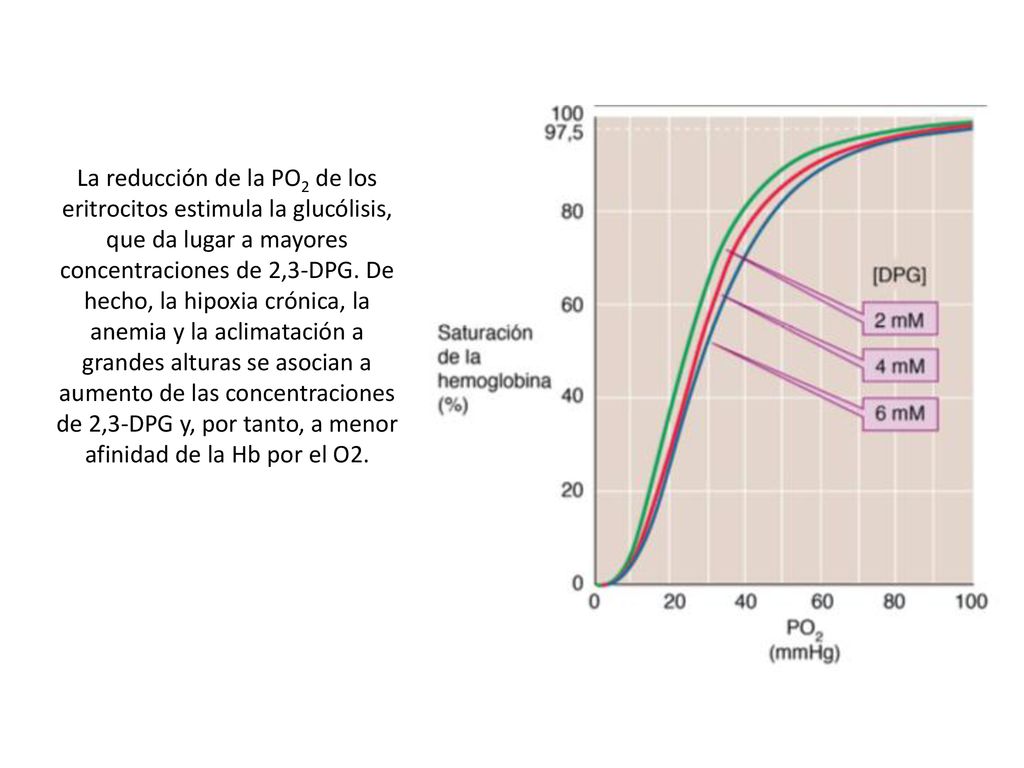 La reducción de la PO2 de los eritrocitos estimula la glucólisis, que da lugar a mayores concentraciones de 2,3-DPG.