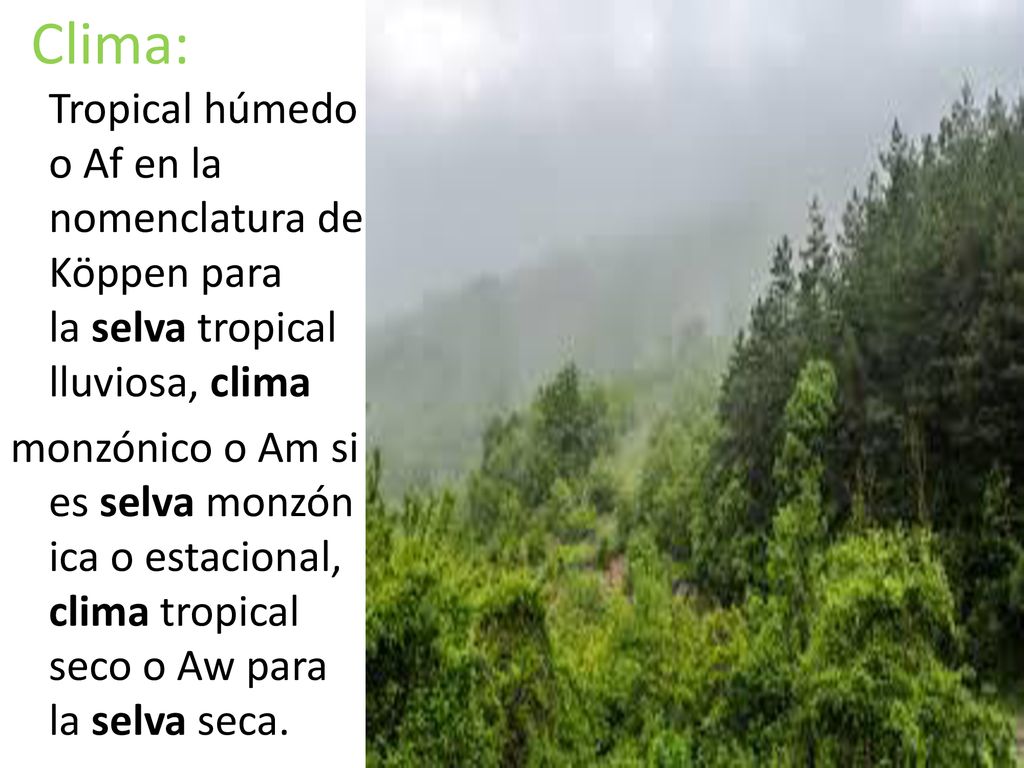 Clima: Tropical húmedo o Af en la nomenclatura de Köppen para la selva tropical lluviosa, clima monzónico o Am si es selva monzónica o estacional, clima tropical seco o Aw para la selva seca.