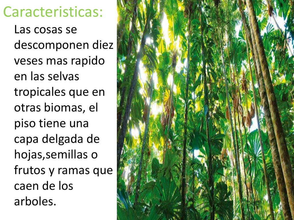 Caracteristicas: Las cosas se descomponen diez veses mas rapido en las selvas tropicales que en otras biomas, el piso tiene una capa delgada de hojas,semillas o frutos y ramas que caen de los arboles.