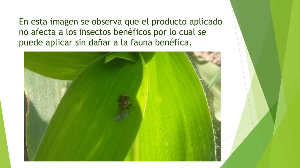 En esta imagen se observa que el producto aplicado no afecta a los insectos benéficos por lo cual se puede aplicar sin dañar a la fauna benéfica.