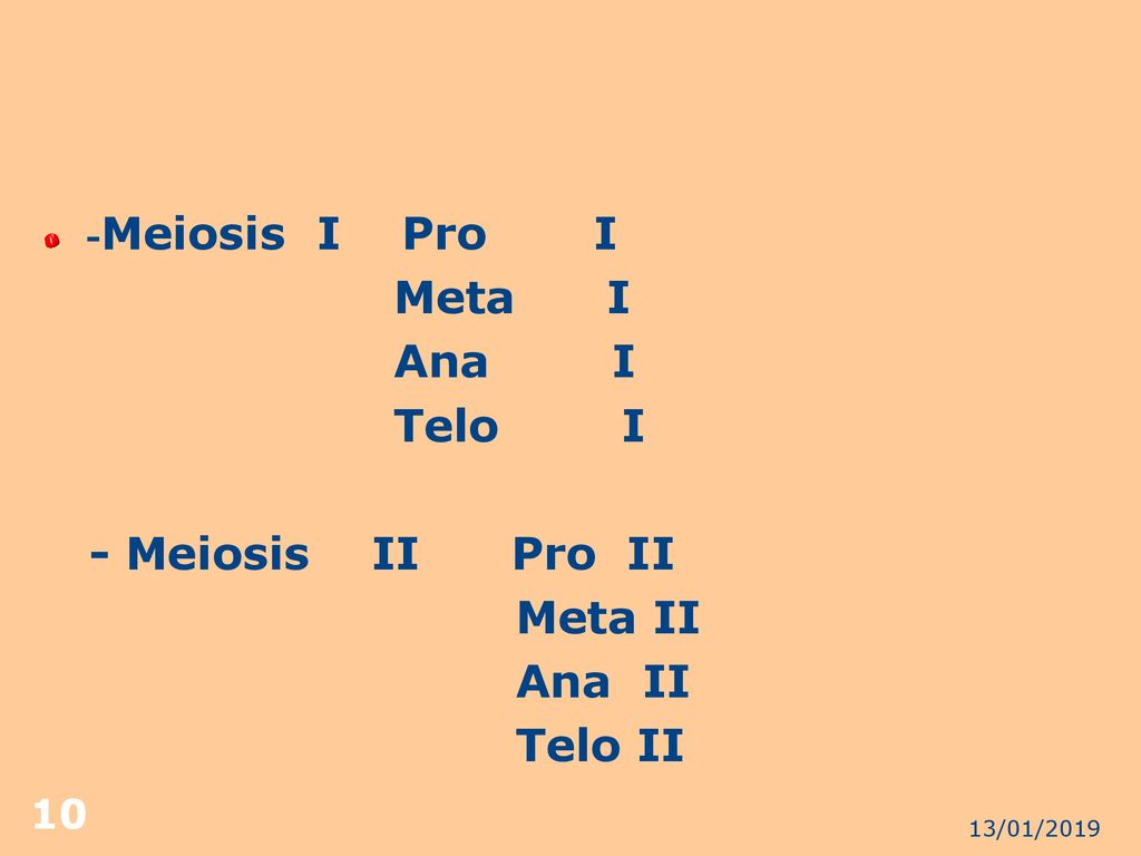 Meta I Ana I Telo I - Meiosis II Pro II Meta II Ana II Telo II