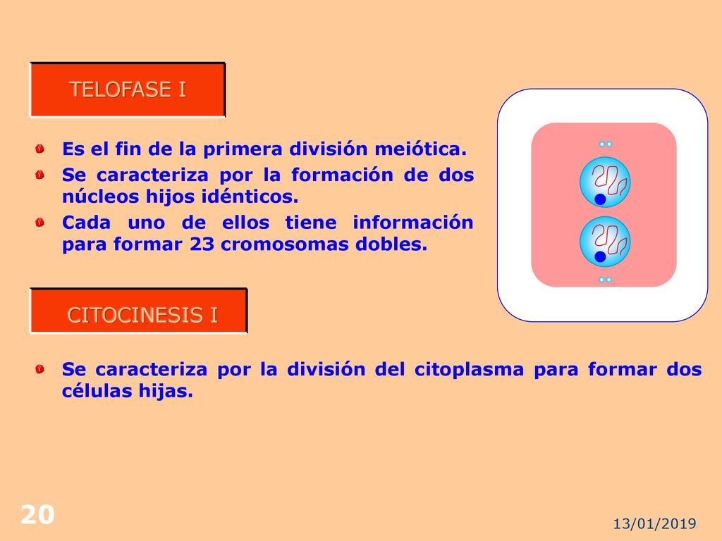 TELOFASE I CITOCINESIS I Es el fin de la primera división meiótica.