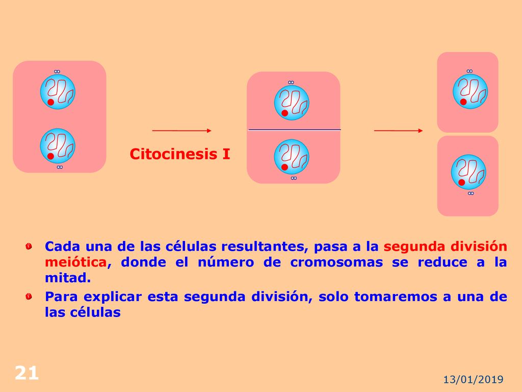 Citocinesis I Cada una de las células resultantes, pasa a la segunda división meiótica, donde el número de cromosomas se reduce a la mitad.