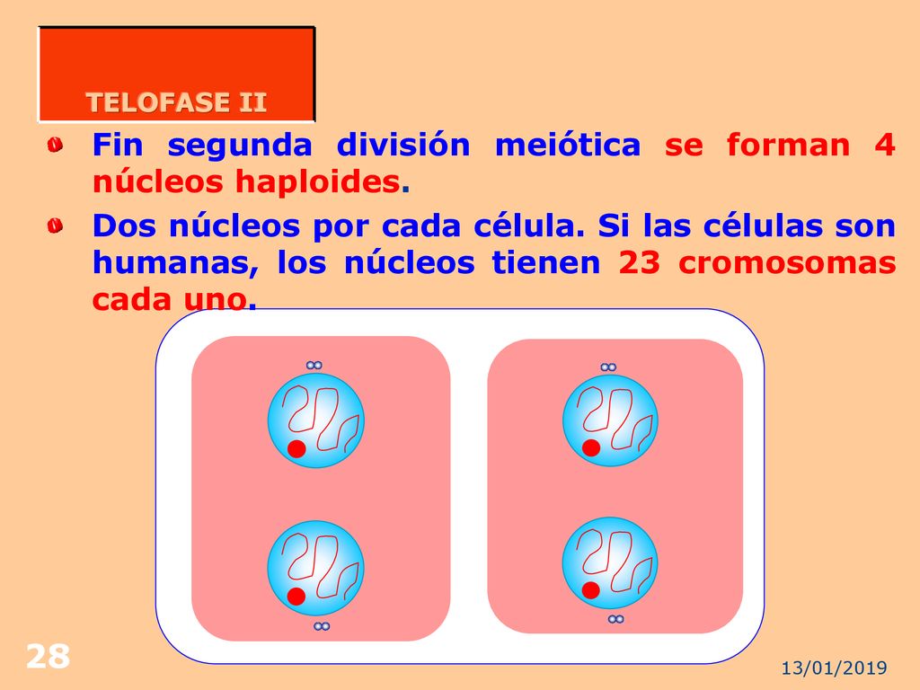 Fin segunda división meiótica se forman 4 núcleos haploides.