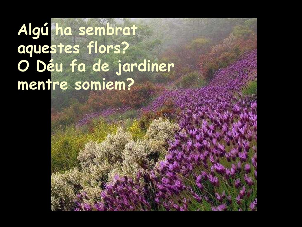 Algú ha sembrat aquestes flors O Déu fa de jardiner mentre somiem