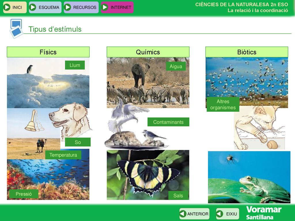 Tipus d’estímuls Físics Químics Biòtics Llum Aigua Altres organismes