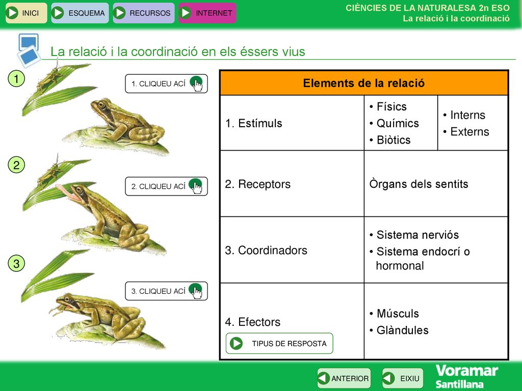 La relació i la coordinació en els éssers vius