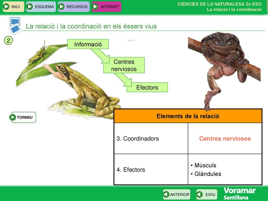 La relació i la coordinació en els éssers vius