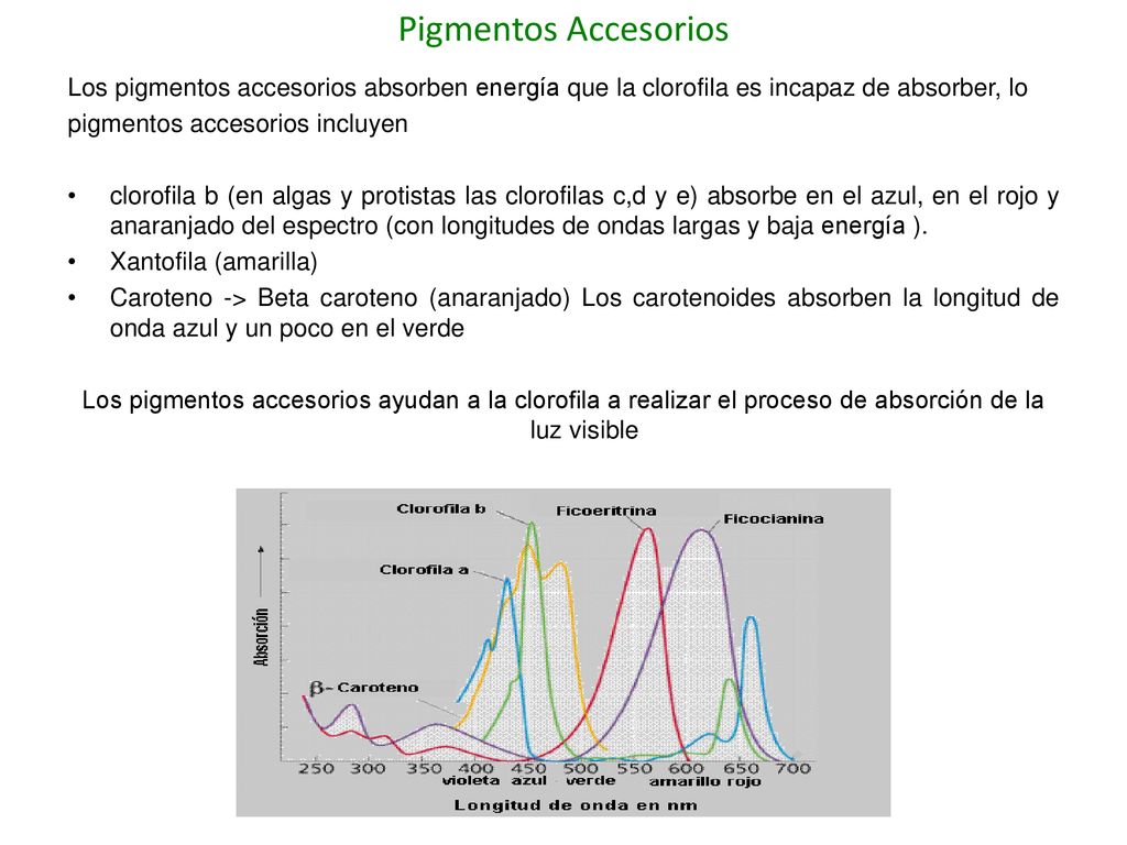 Pigmentos Accesorios Los pigmentos accesorios absorben energía que la clorofila es incapaz de absorber, lo.