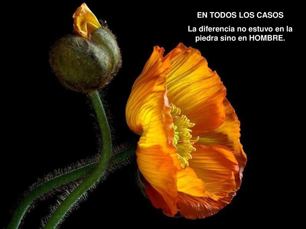 La diferencia no estuvo en la piedra sino en HOMBRE.