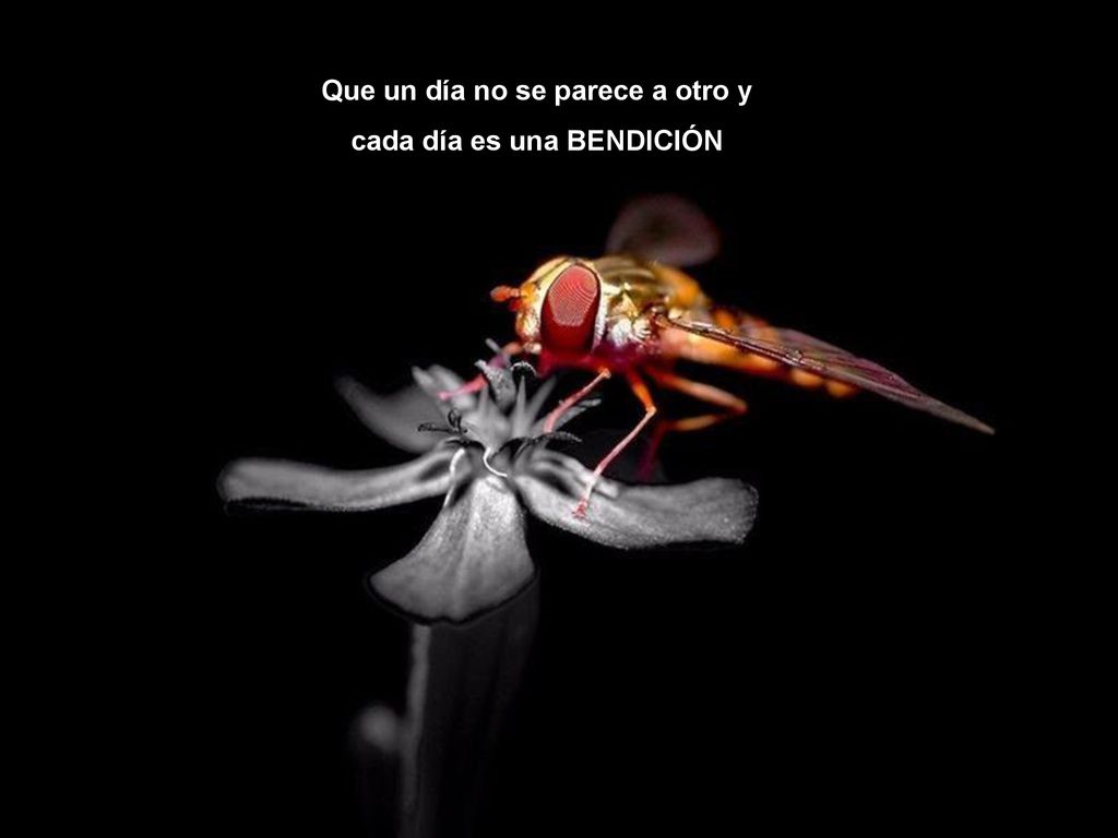 Que un día no se parece a otro y cada día es una BENDICIÓN